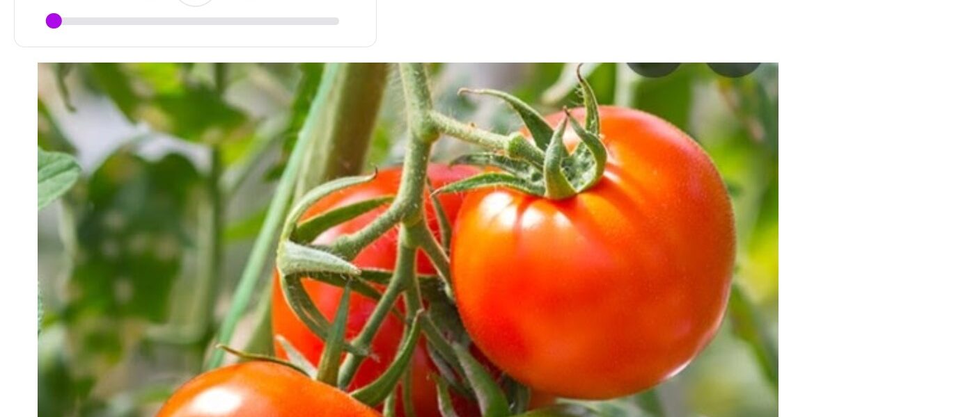 Picture 4 - Mote audio question and answer choices example - students click the link to listen to the audio prompt and answer , picture of tomatoes with a link to a Mote recording