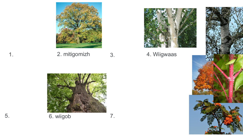 Picture 5 - Jamboard frames of tree puzzles with images of trees, numbers, and Ojibwe text. - mitigomizh, wiigwaas, wiigob