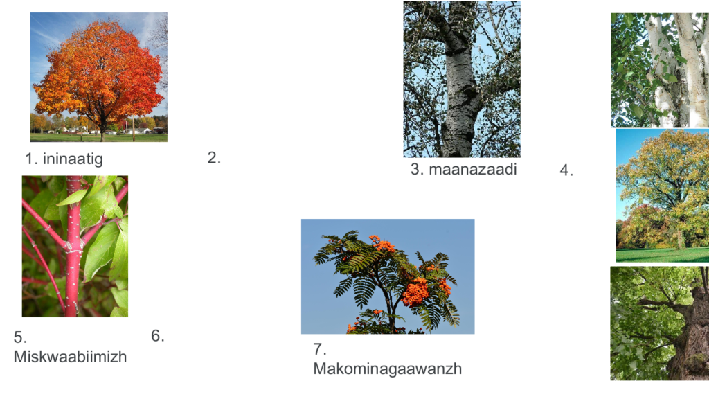 Picture 6 - Jamboard frames of tree puzzles with images of trees, numbers, and Ojibwe text. - ininaatig, maanazaadi, miskwaabiimizh, makominagaawanzh