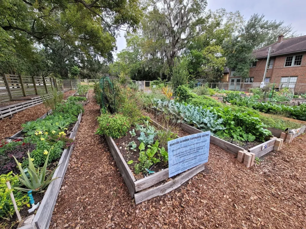 Picture 2 - Community garden in Jacksonville, Florida (Photo by Michele Anciaux Aoki)